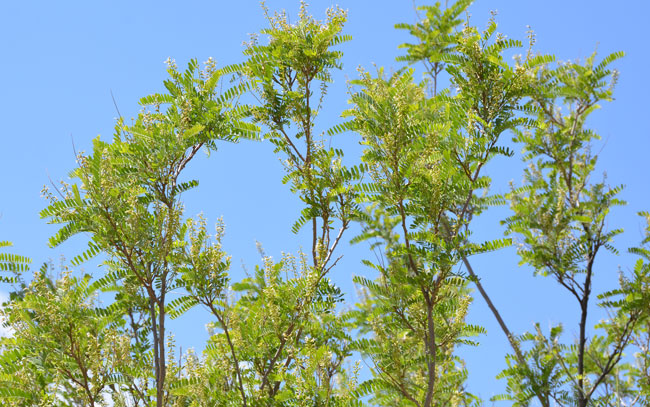 Eysenhardtia orthocarpa, Tahitian Kidneywood, Southwest Desert Flora